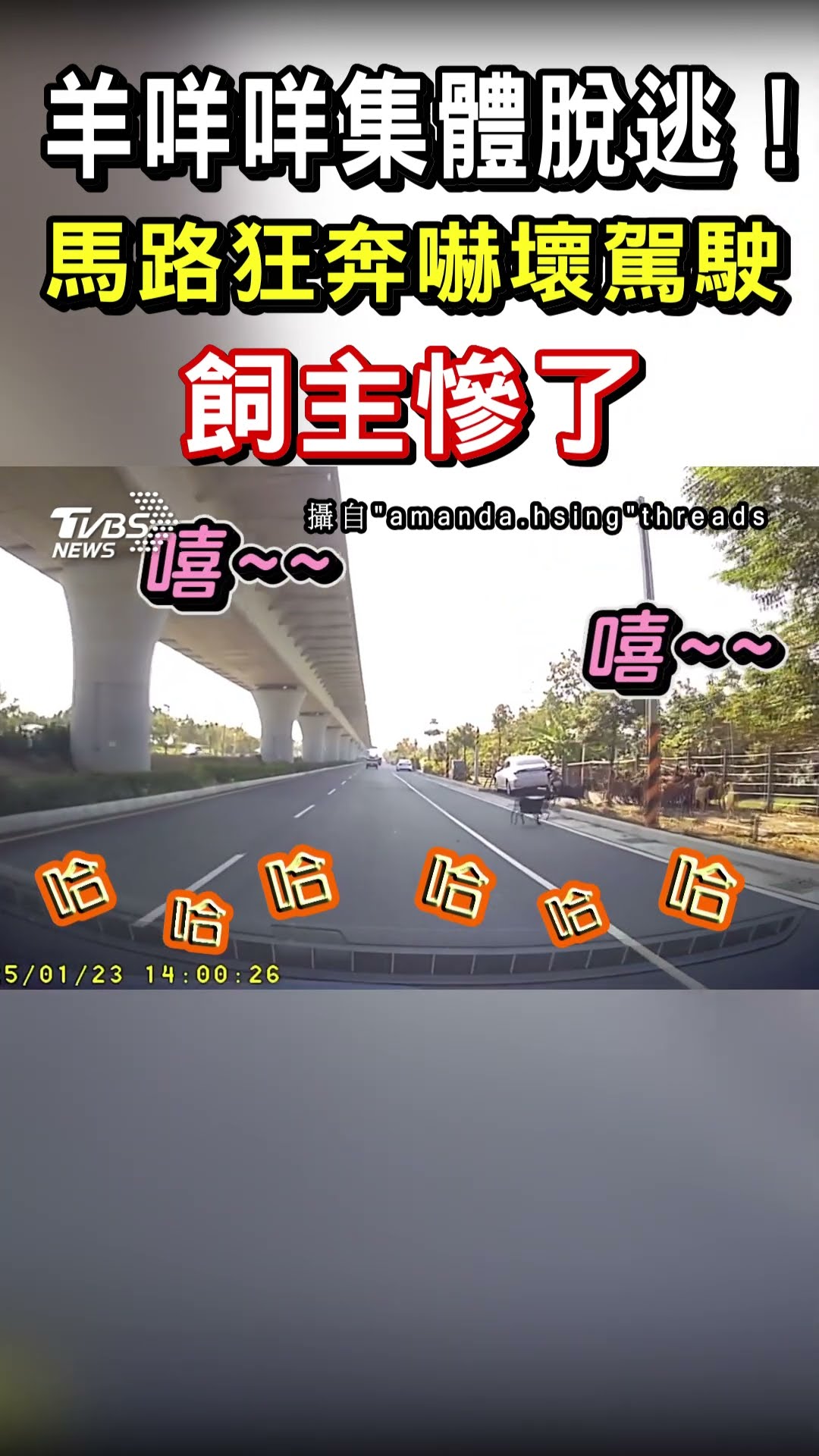 羊咩咩集體脫逃! 馬路狂奔嚇壞駕駛 飼主慘了｜TVBS新聞@TVBSNEWS01