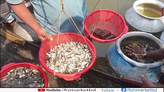 র্কাপু মাছের পোনা | common carp fish seeds fish farm