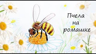 Пчела на ромашке, урок для детей 5-8лет