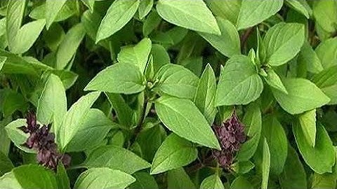 Cách nhân giống cây húng quế trong nước || How to propagate Vietnamese basil in water