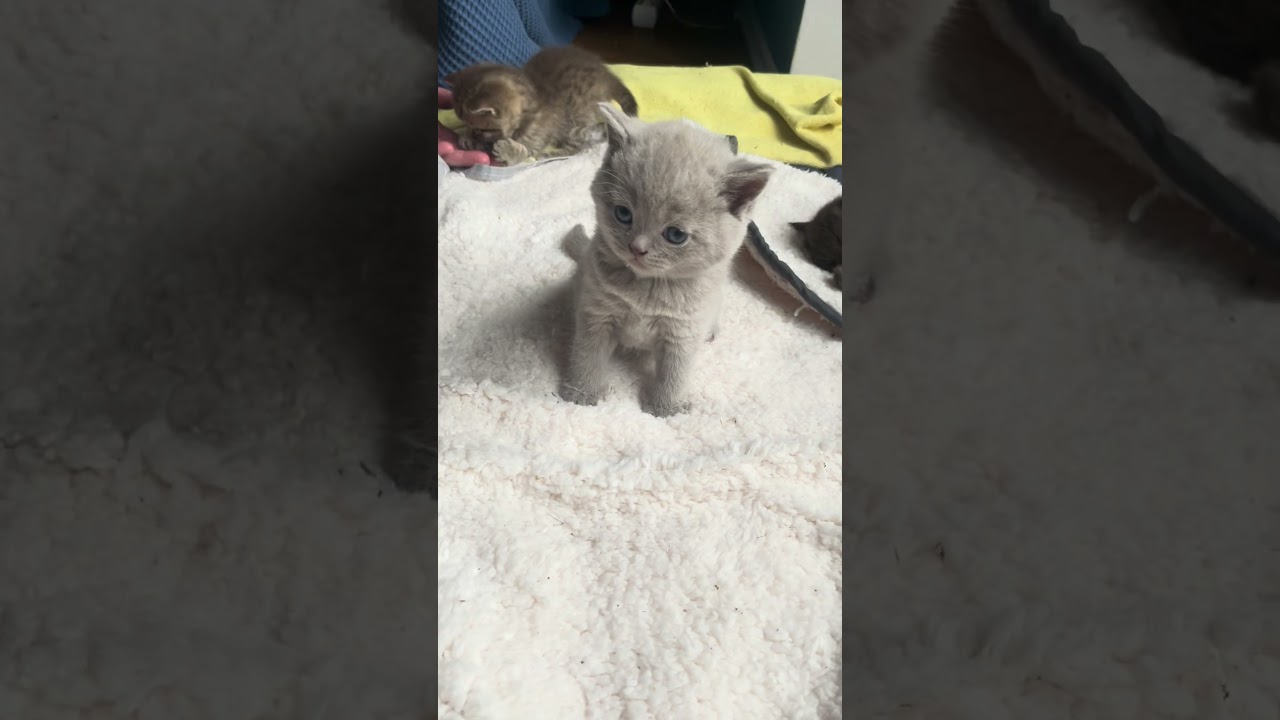 Katzenbabys beim spazieren NICHT mitnehmen! (1) CatInfo 