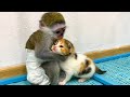 Baby monkey Susie is worried that kitten will be lost without mom cat