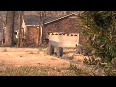 WGHP VIDEO FOWL CHALLENGES