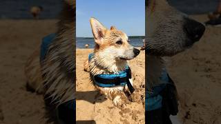 Это я на пляже летом в Таганроге🐶🌊 #корги #corgi #corgicrew @Corgi_Maks #comedyclub #music