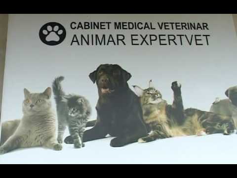 Video: Modul în Care îngrijirea Preventivă A Animalelor De Companie Vă Poate Ajuta Să Economisiți Bani Pe Facturile Veterinare