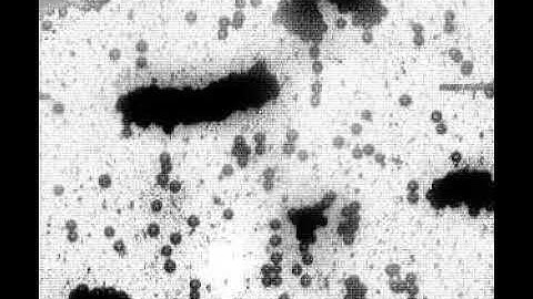 Hydrodynamic Interactions Among Bubbles, Drops, and Particles in Non-Newtonian Liquids: Suppl Vid 2