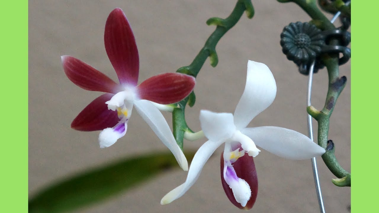 蘭花 原生種盾花蝴蝶蘭tetraspis C1 11月開花 蘭花種植 Youtube