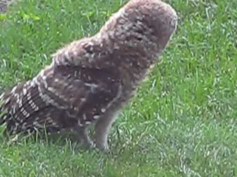 Barred Owl Attacks Garden Hose In My Backyard Youtube