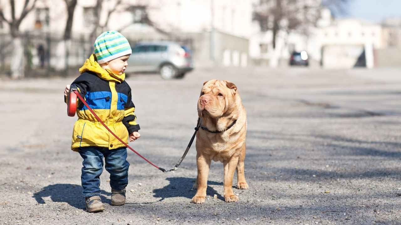 Are Cats Good Pets For Autistic Child?