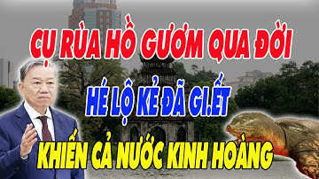 Cụ Rùa Hồ Gươm Qua Đời: Hé Lộ Kẻ Đứng Sau Bi Kịch Đau Đớn! Khiến cả Nước Kinh Hoàng.