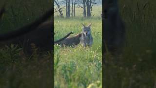 Shot In Self-defense! #foxpro #coyote #hunting #shorts