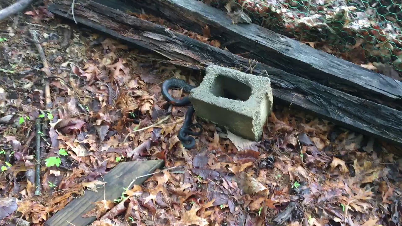 camera iphone 8 plus apk Black Rat Snake