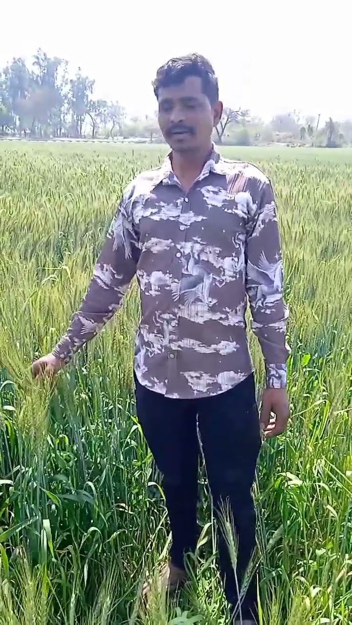 फतेहाबाद के किशन कुमार ने गेहूं की उत्तम खेती का बताया कैसा राज | वनइंडिया हिंदी