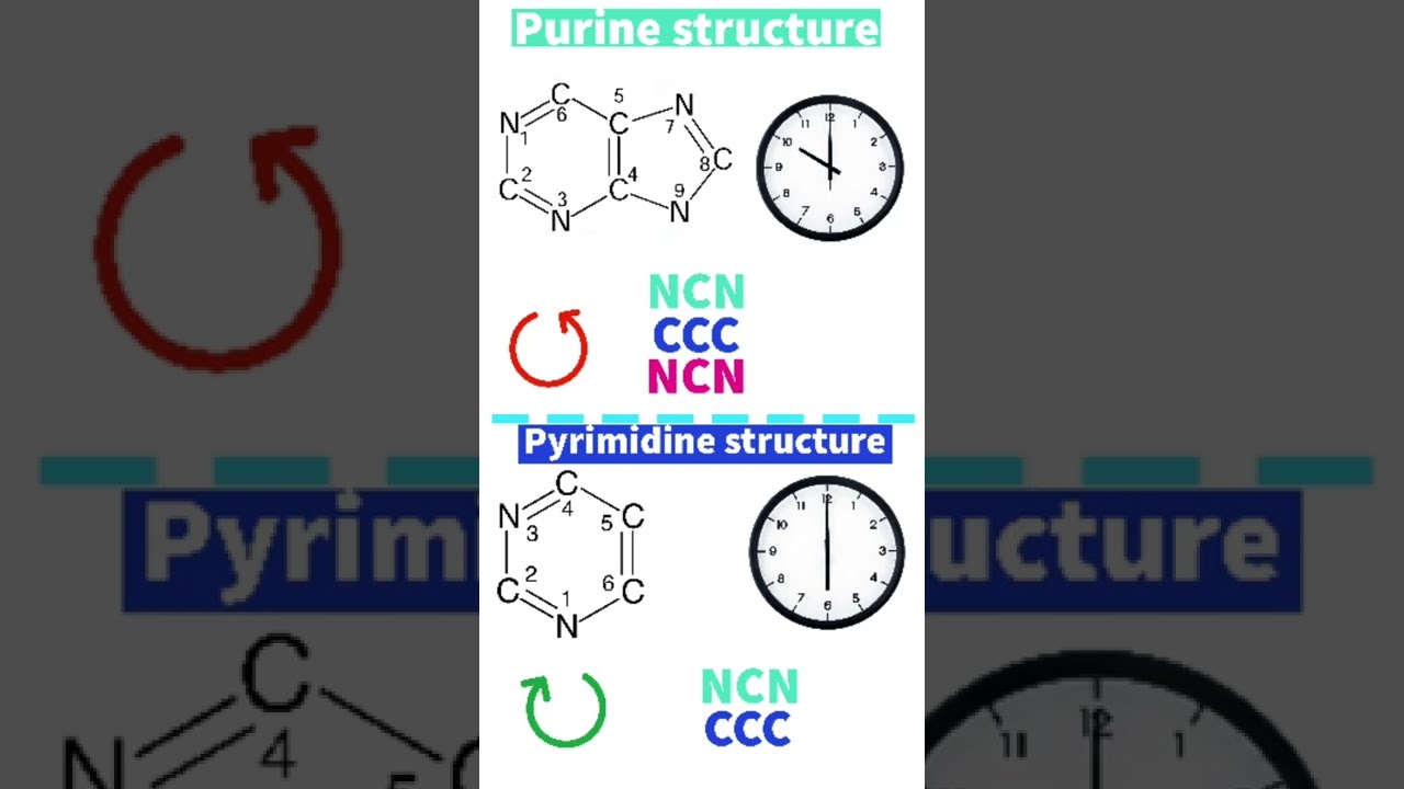 Nucleotides and Bases - Genetics Generation