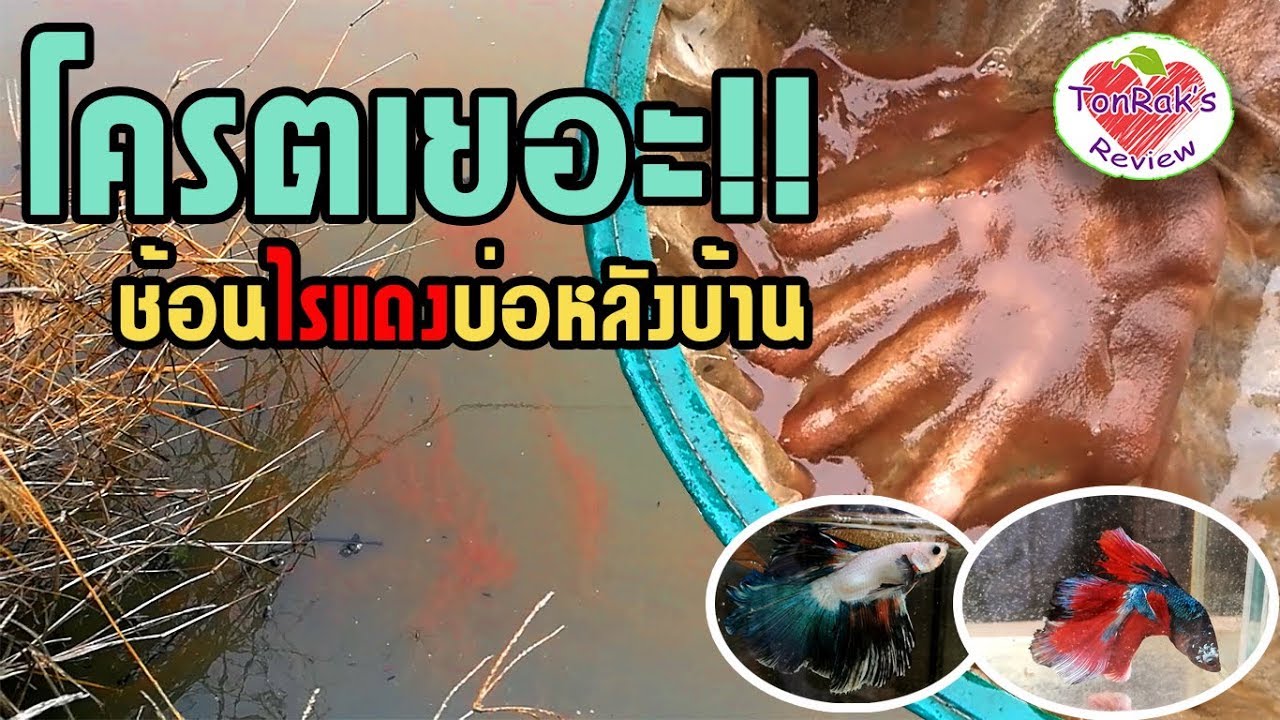 EP45 :ช้อนไรแดง โครตเยอะ อาหารปลากัดชั้นดี Moina, Food for betta | ข้อมูลที่สมบูรณ์ที่สุดเกี่ยวกับอาหาร ไร แดง