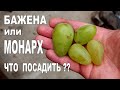 ВИНОГРАД БАЖЕНА ИЛИ МОНАРХ ЧТО ПОСАДИТЬ САМЫЙ КРУПНЫЙ ВИНОГРАД