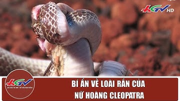 BÍ ẨN VỀ LOÀI RẮN CỦA NỮ HOÀNG CLEOPATRA | Truyền hình Hậu Giang