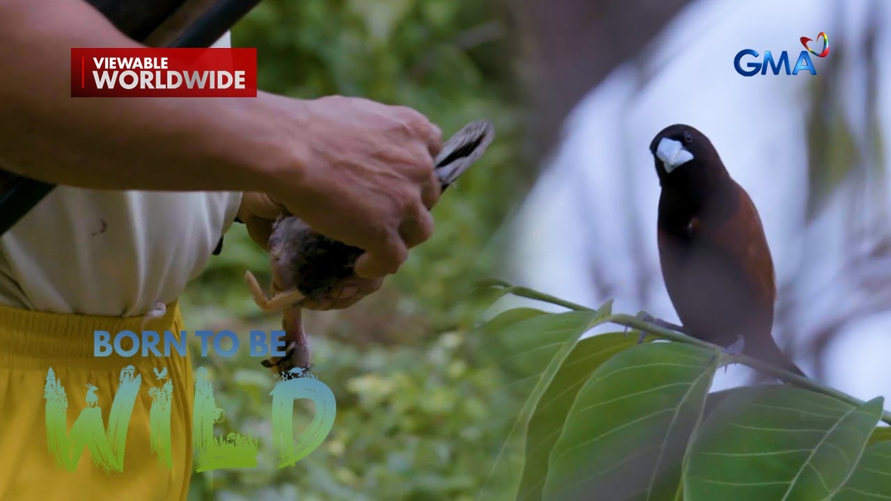 Bird’s Love- A Story of Nesting and Survival | Born to be Wild