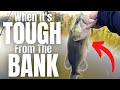 The #1 Bank Fishing LURE When It's TOUGH (NOT a Wacky Rig)