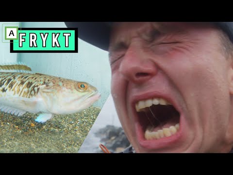Video: Kan gobyfisk leve i ferskvann?