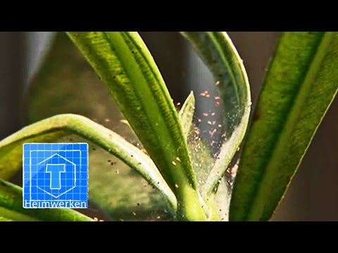 Video: Wie Man Zimmerpflanzen überwintert, Schädlingsbekämpfung