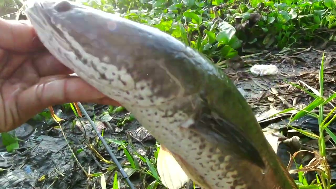 Sambaran tak terduga👍