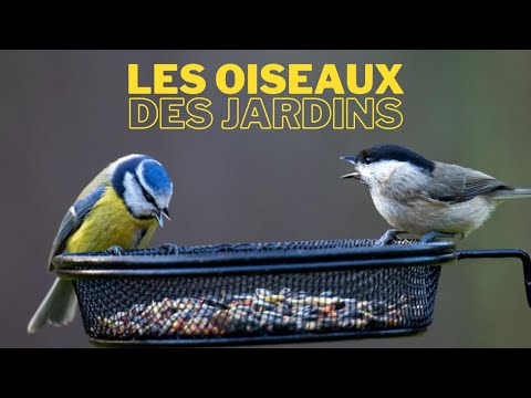 Vidéo: Oiseaux Du Jardin Ensoleillé - Vue Alternative
