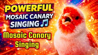 Powerful Mosaic Canary Singing 🎶 | Relaxing & Beautiful Bird Song | Amazing Mosaic Canary #mosaic 