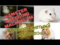 Hamster Breeding malayalam|Breeding tips and care malayalam |ഹാംസ്റ്റർ  ബ്രീടിംഗ് മലയാളം