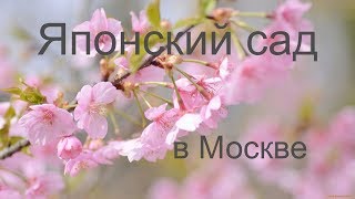 Японский сад в Ботаническом саду