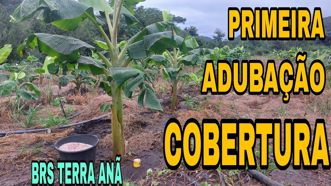 Primeira adubação de cobertura,banana brs terra anã. veja o adubo e dosagem que eu utilizo.