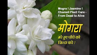 Mogra I Jasmine I Chameli I Magadhi I Bela Plant Care - From Dead to Alive