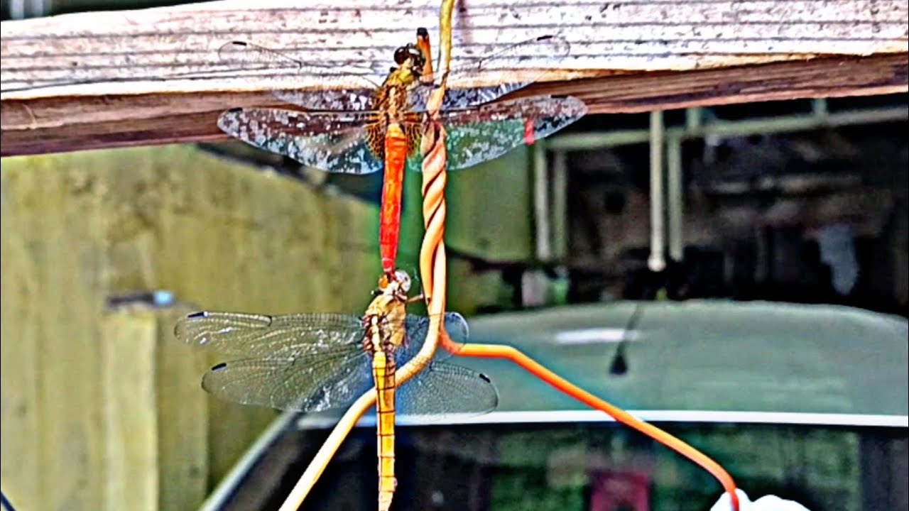 Capung Enak2 Diatas Jemuran Orang 