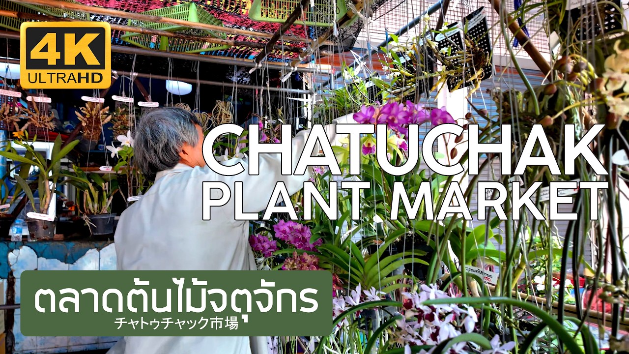 ตลาดต้นไม้จตุจักร 5 มีนาคม 2569 Chatuchak Plant Market March 5th, 2026 チャトゥチャック市場 バンコク タイ