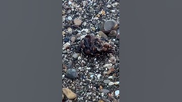 Awesome abalone find. #Abalone #Shell #Beach