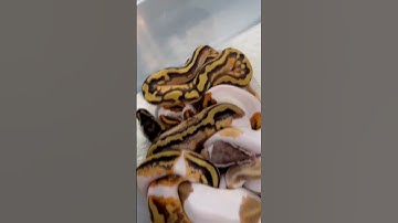 Orange Dream, Mojave, Enchi, Pastel Pied clutch! 🤩😍 #piedballpython #ballpython #ballpythonbreeder
