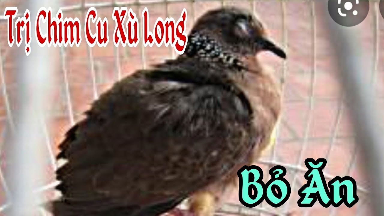 🔴 Nguyên Nhân Chim Cu Bỏ Ăn Xù Long, Cách Trị Hiệu Quả II Cu Gáy Long Phú