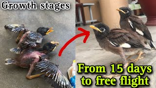 The Mynah chicks growth from 15 days to free flight You've Been Waiting For | Mynah birds growth