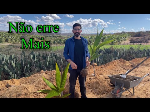 Vídeo: 3 maneiras de cultivar lavanda