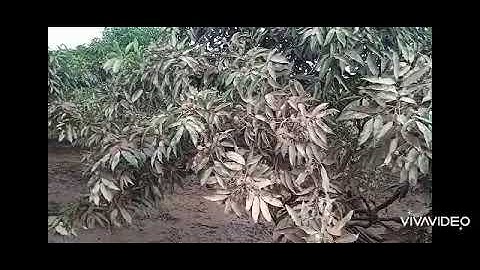 tổng hợp thiệt hại sau mưa lũ của người dân lục ngạn trồng vải thiều