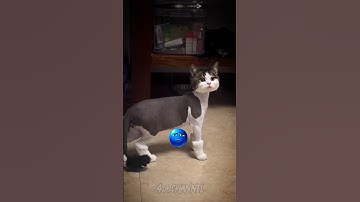 Most funny and dangerous haircuts of cats😹 #shorts #cats