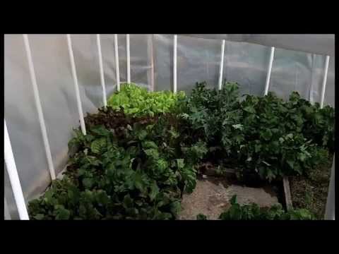 KGP Greenhouses Lettuce line | Doovi