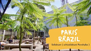 POHON PAKIS BRAZIL, POHON SOLOBIUM pohon hias/pelindung untuk taman dan ruang terbuka hijau