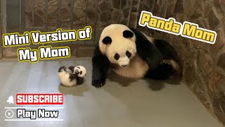 So Hilarious! Panda Cub Copying Panda Mom’s Movements | iPanda