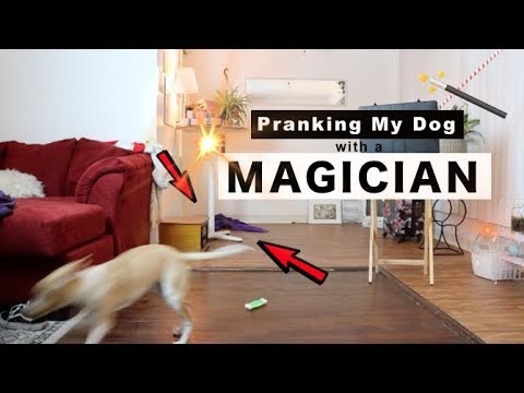 pranking-my-dog-with-a-magician---the-disappearing-blanket