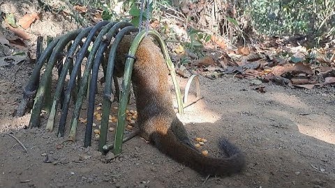 Green Wild Life: Build an amazing squirrel trap