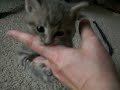 Cute kitten attacks!