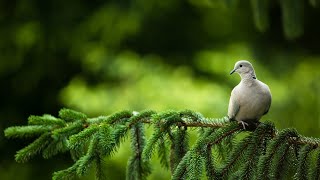 Ланфрен-ланфра, Мелодия  из фильма, красивый лес и голуби.