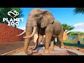 Planet Zoo - O Zoológico Perfeito #05 - A PARTE AFRICANA DO ZOO