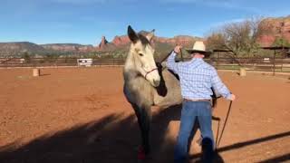 Ty Evans works with a pushy mule